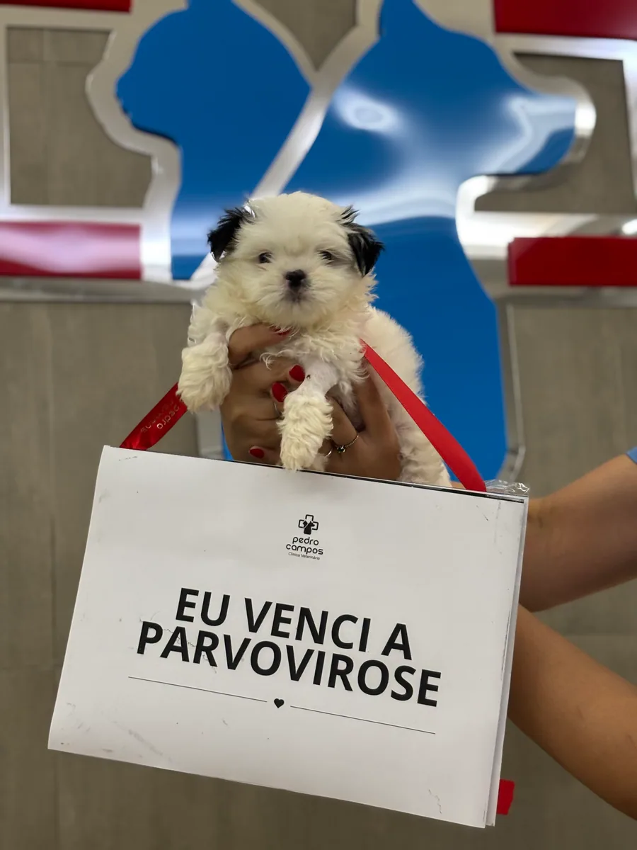 Filhote atendido pelo PetCampos